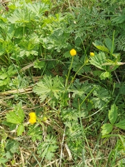 Aecidium ranunculi-acris