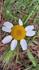 Anthemis cotula