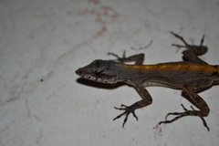 Anolis