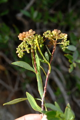 Heteromorpha arborescens arborescens