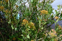 Heteromorpha arborescens arborescens