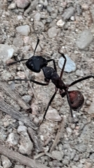 Camponotus cruentatus