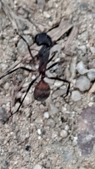 Camponotus cruentatus