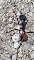 Camponotus cruentatus