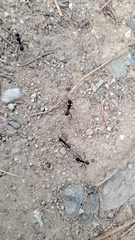 Camponotus cruentatus