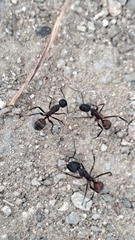 Camponotus cruentatus