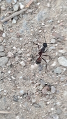 Camponotus cruentatus