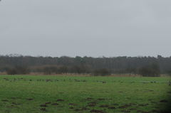 Anser albifrons albifrons