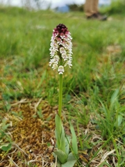 Neotinea ustulata ustulata