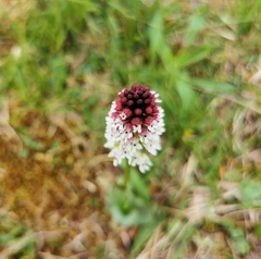 Neotinea ustulata ustulata