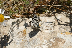 Melanargia ines