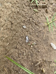Emarginea percara