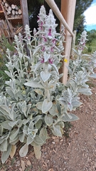 Stachys byzantina
