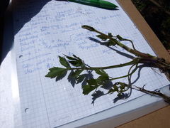 Ranunculus lanuginosus