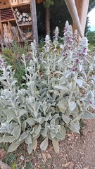Stachys byzantina