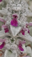 Stachys byzantina