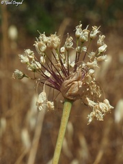 Allium carmeli