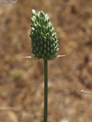 Allium curtum