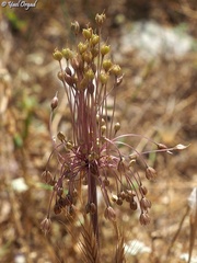 Allium daninianum