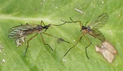 Empis trigramma