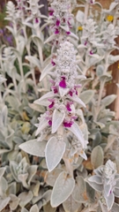 Stachys byzantina