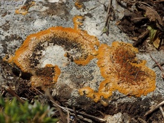 Variospora aurantia