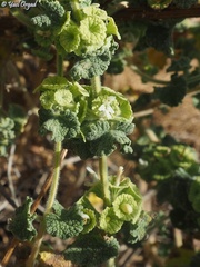 Pseudodictamnus undulatus