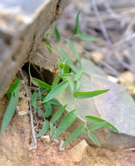 Asparagus volubilis