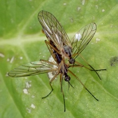 Empis trigramma