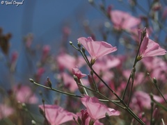 Convolvulus dorycnium oxysepalus
