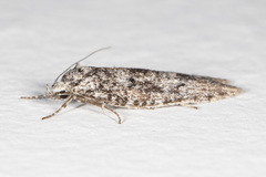 Semioscopis inornata