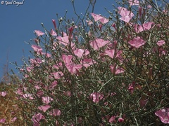 Convolvulus dorycnium oxysepalus