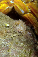 Cuthona nana
