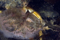 Cuthona nana