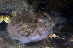 Cuthona nana