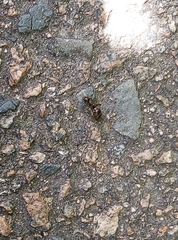 Lasius
