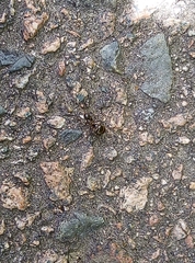 Lasius