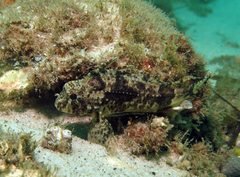 Centropogon australis