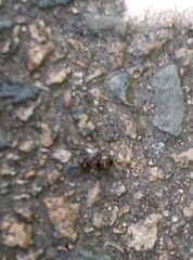 Lasius