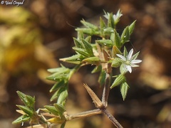 Minuartia decipiens