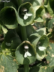 Moluccella laevis