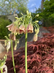 Allium siculum dioscoridis