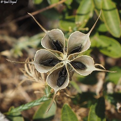 Nigella ciliaris