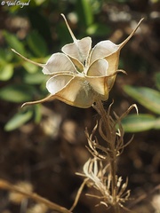 Nigella ciliaris