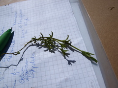 Galium uliginosum