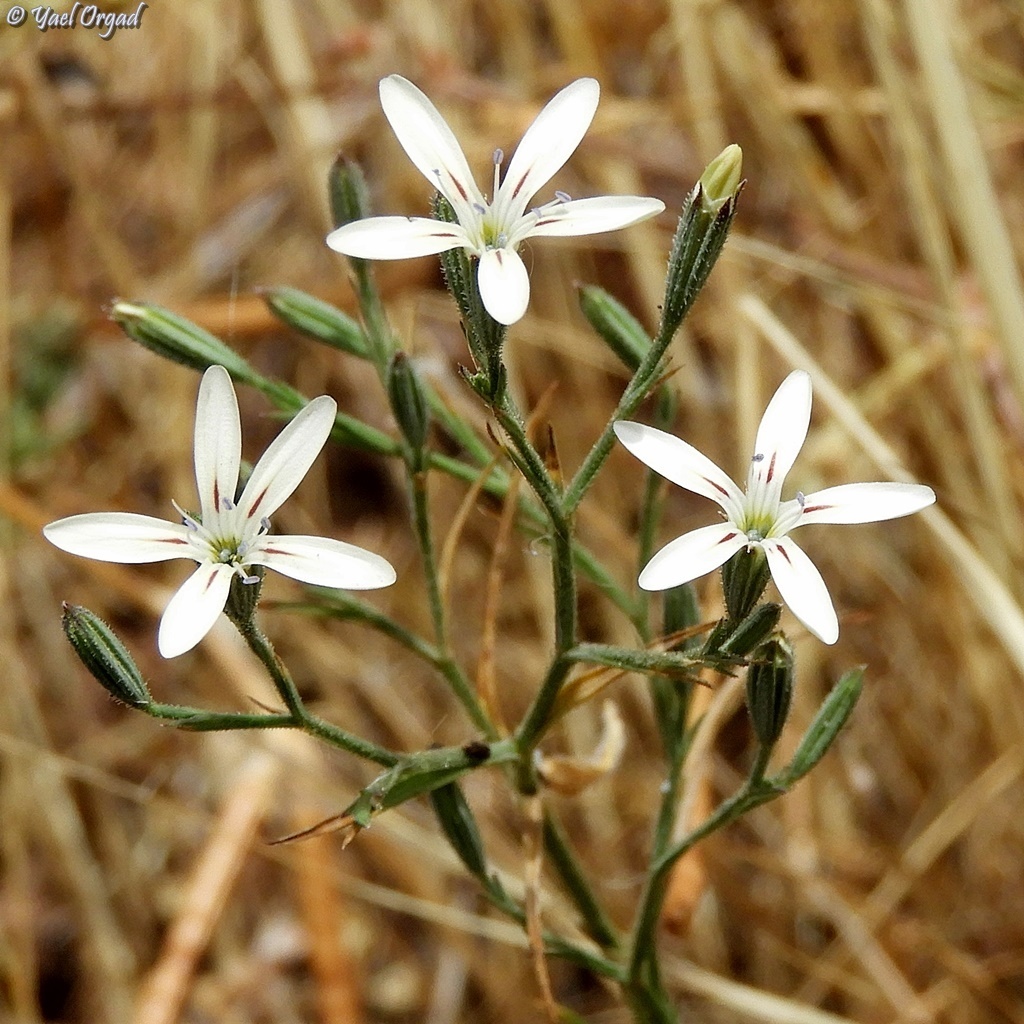Petrorhagia zoharyana
