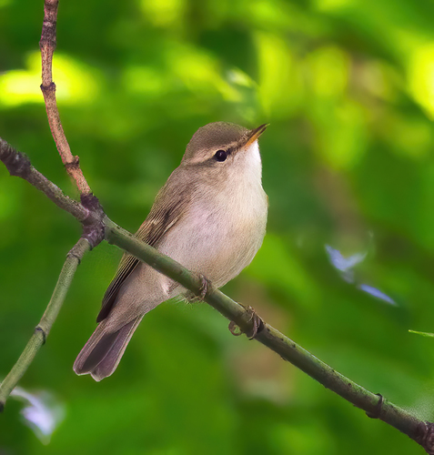 Greenish Warbler (Phylloscopus trochiloides), photo 10