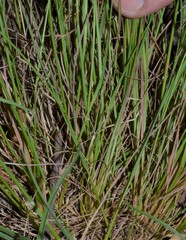 Agrostis hyemalis