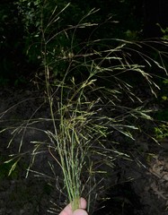 Agrostis hyemalis