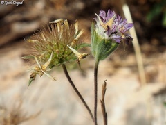 Pterocephalus plumosus
